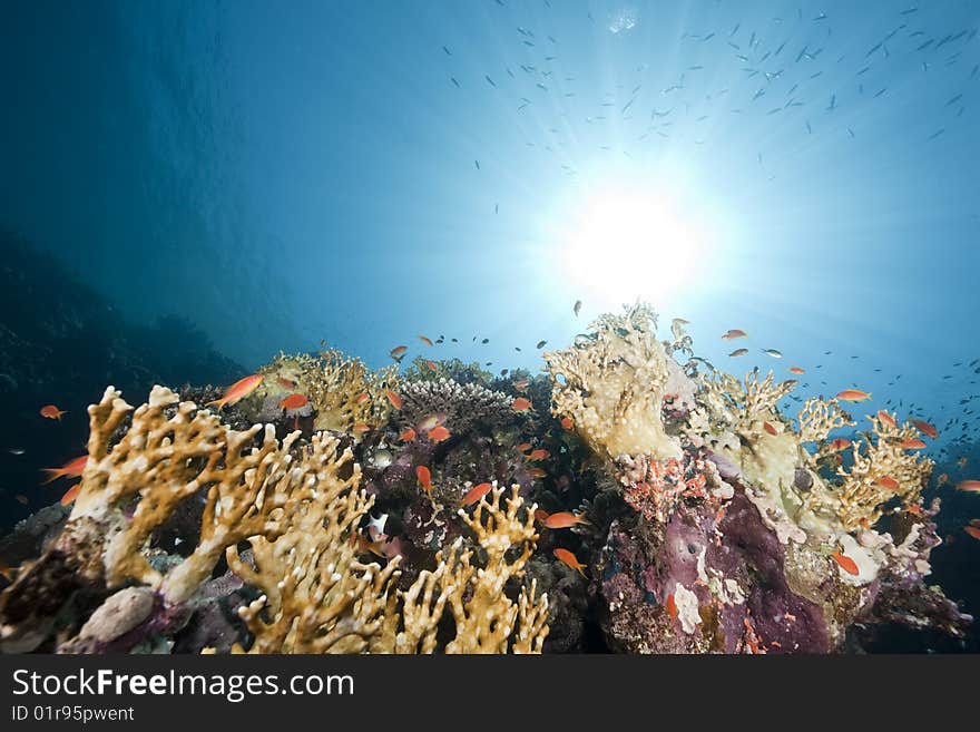 Ocean, coral and sun taken in the red sea.