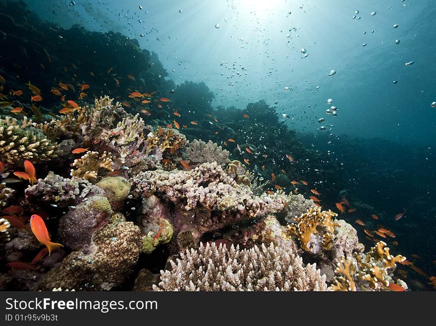 Ocean, coral and sun taken in the red sea.