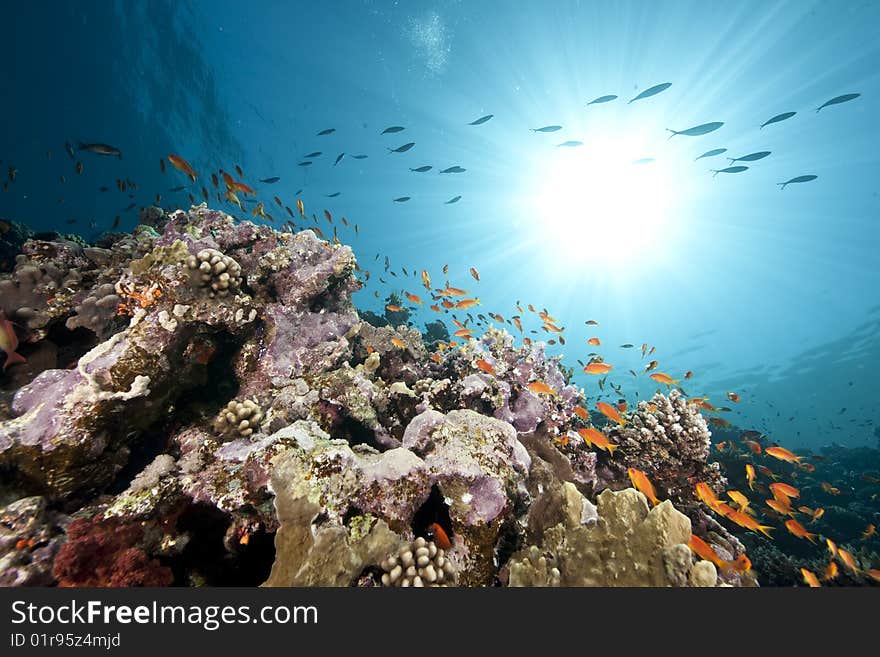 Ocean, coral and sun taken in the red sea.