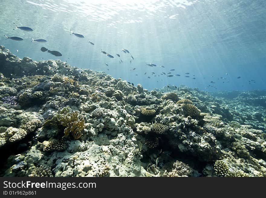 Ocean, coral and sun taken in the red sea.