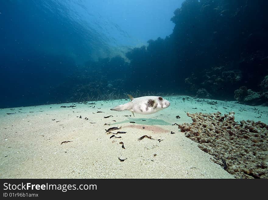 Ocean, sun and pufferfish