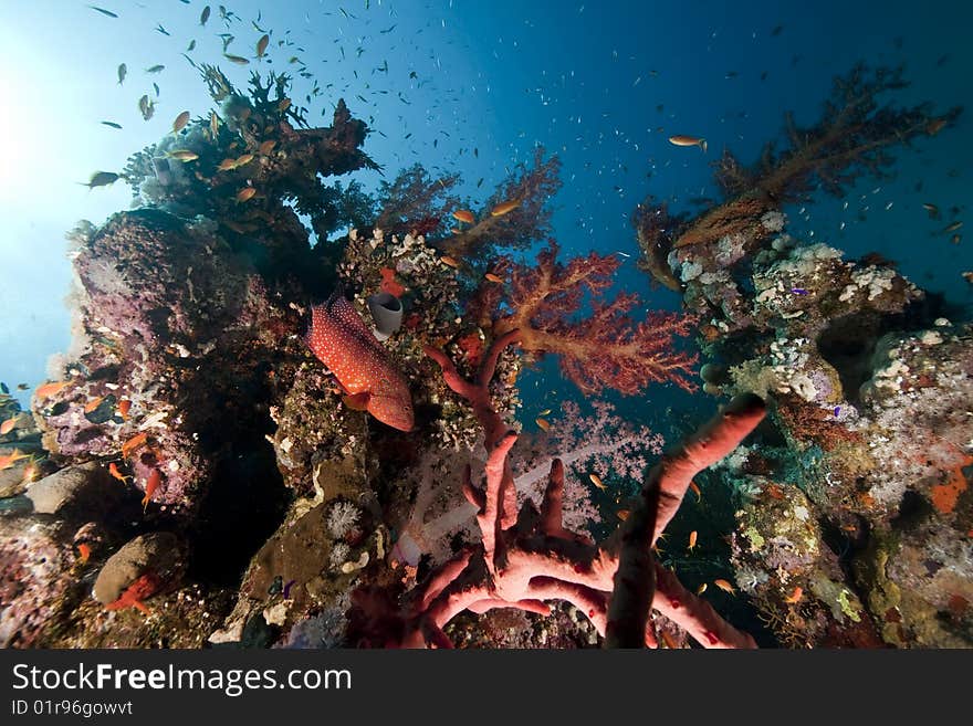 Ocean, sun and fish taken in the red sea.