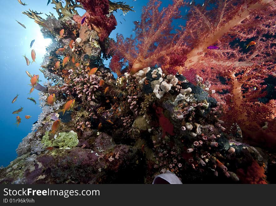 Ocean, sun and fish taken in the red sea.