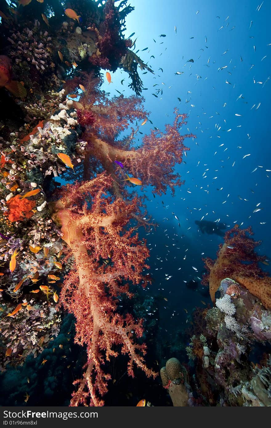 Ocean, sun and fish taken in the red sea.