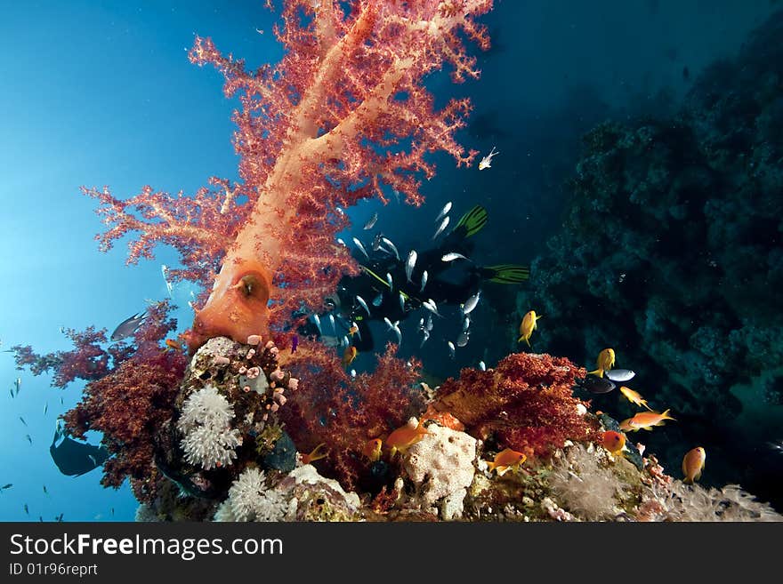 Ocean, sun and fish taken in the red sea.