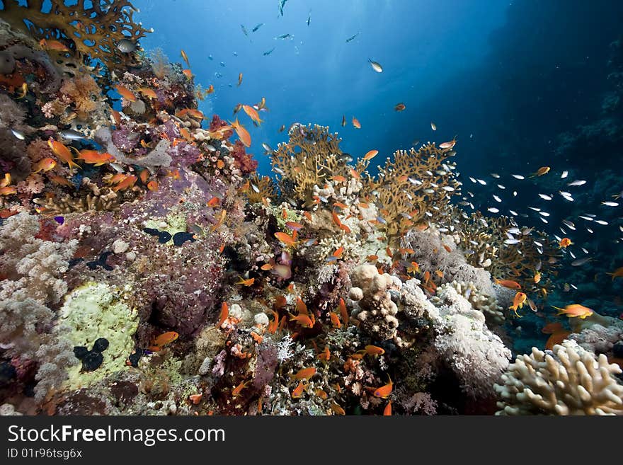 Ocean, sun and fish taken in the red sea.