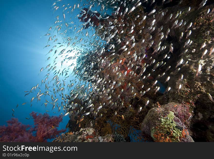 Ocean, sun and fish taken in the red sea.