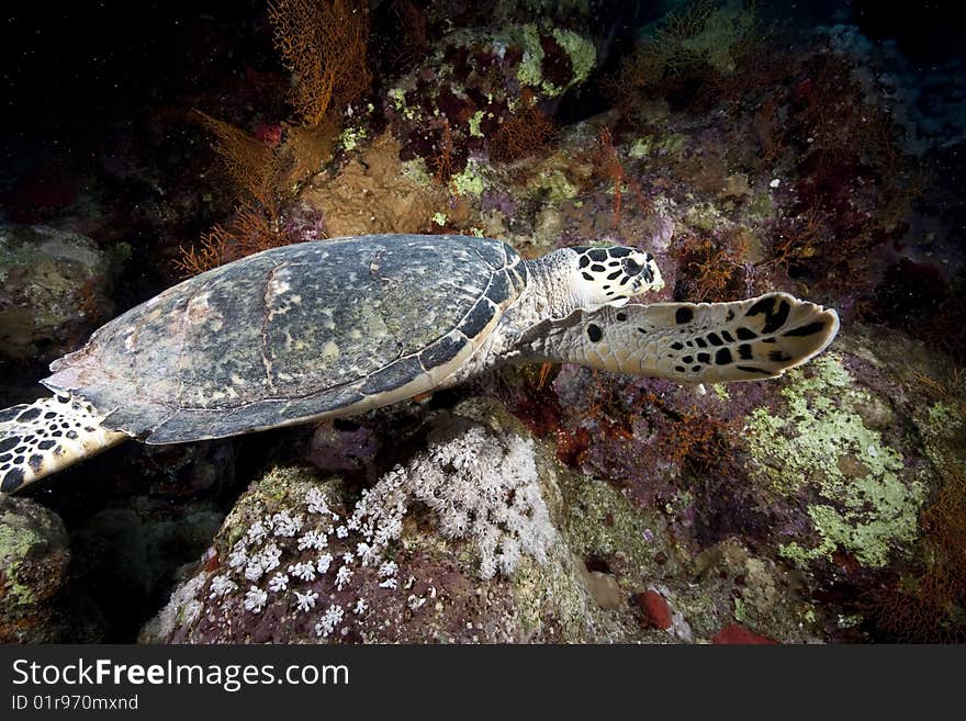 Ocean, sun and hawksbill turtle