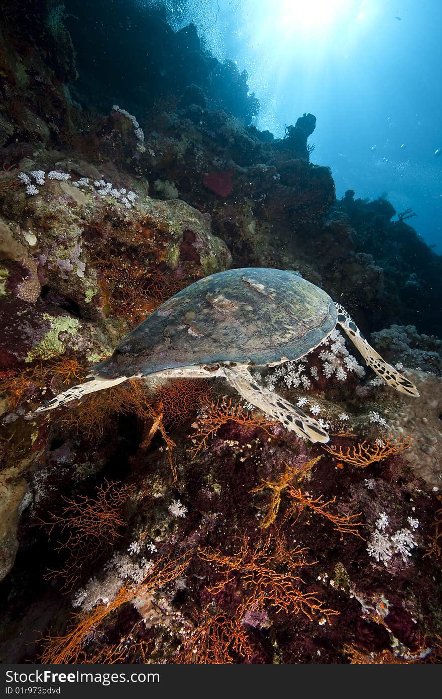 Ocean, sun and hawksbill turtle taken in the red sea.