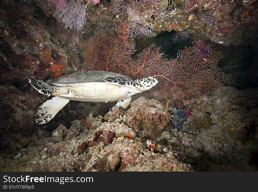 Ocean, Sun And Hawksbill Turtle