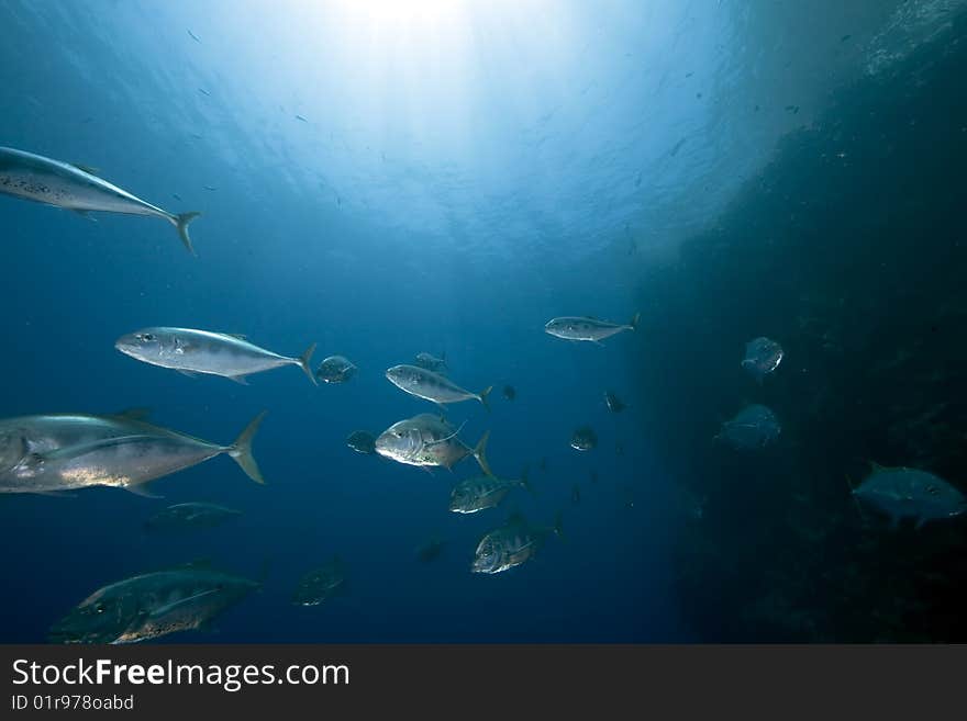 Ocean, sun and yellow-dotted trevally taken in the red sea.