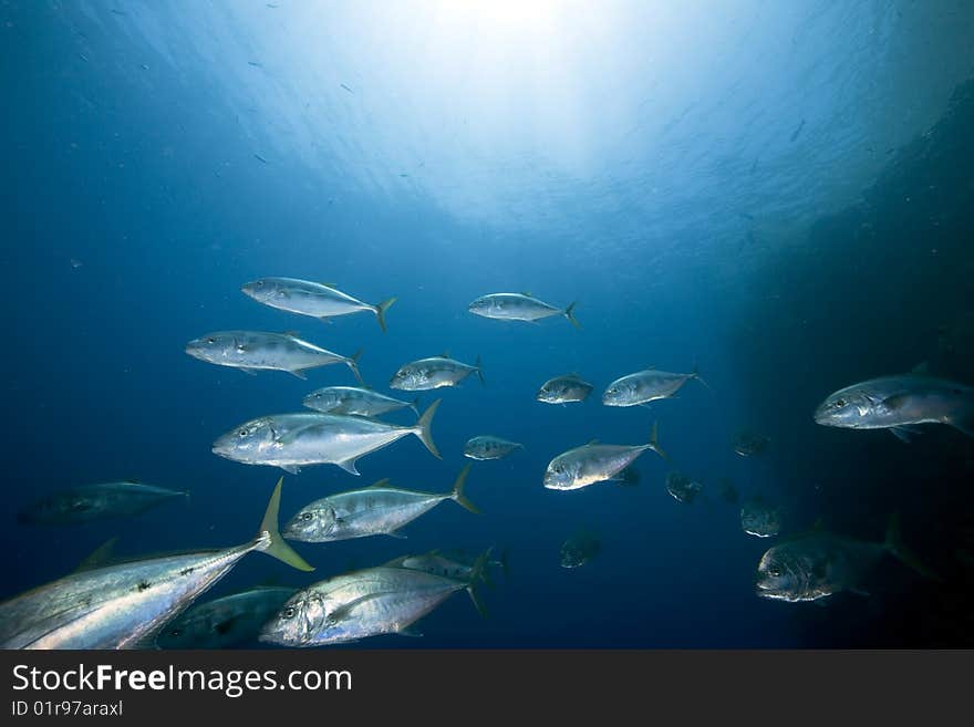 Ocean, sun and yellow-dotted trevally taken in the red sea.