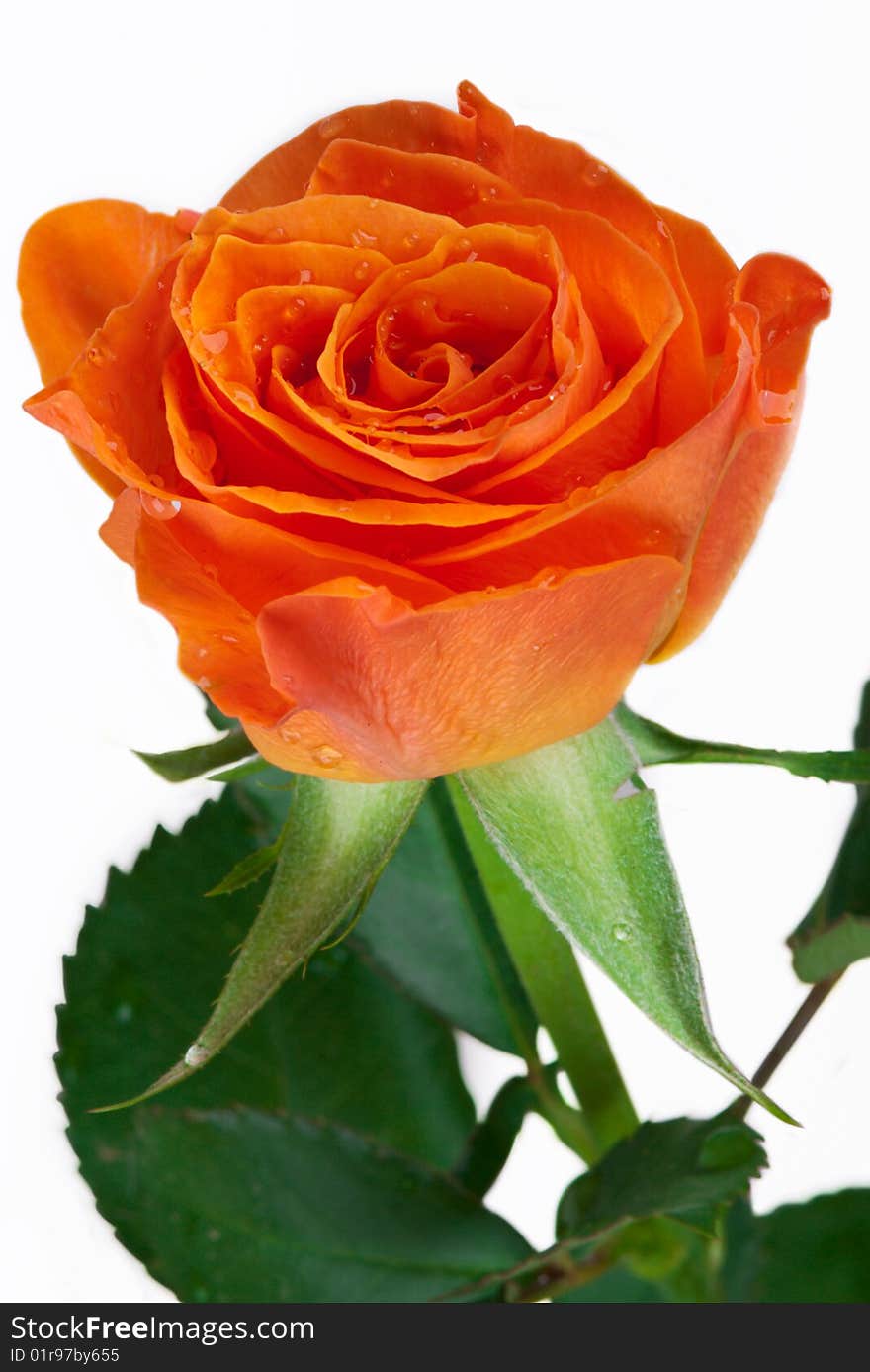 Orange fresh rose on white backgrounds