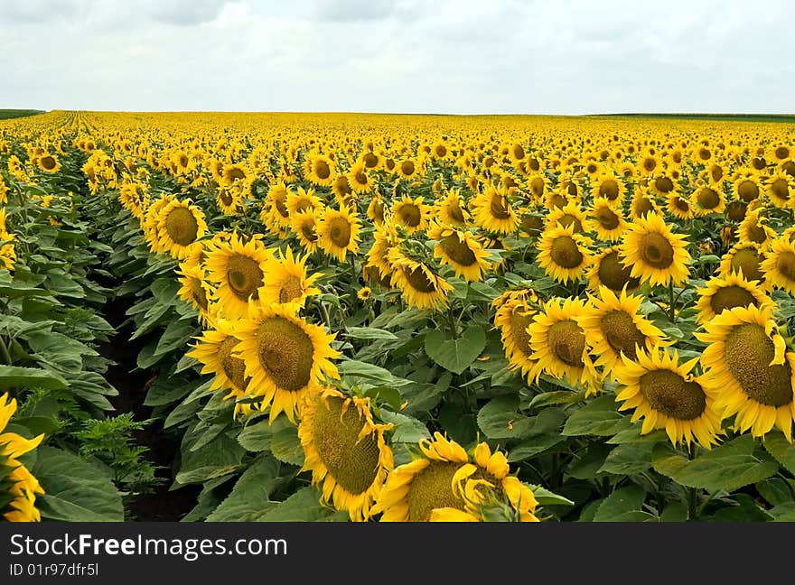 Beautiful, yellow sunflowers the afield.