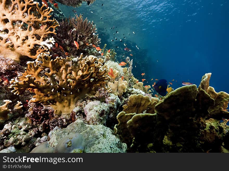 Ocean, sun and fish taken in the red sea.