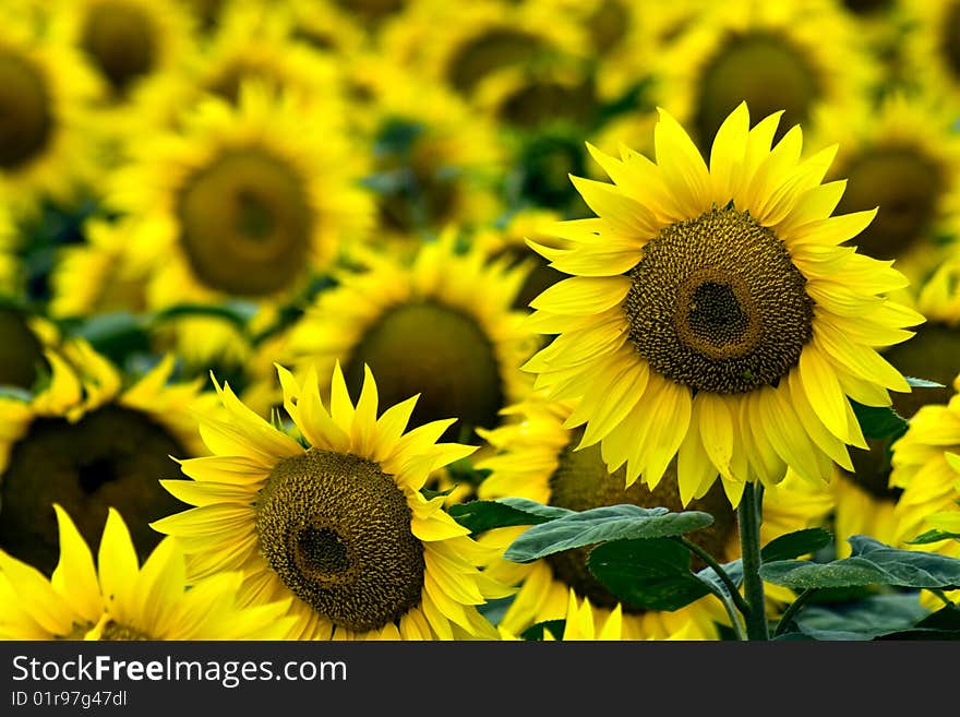 Yellow sunflowers