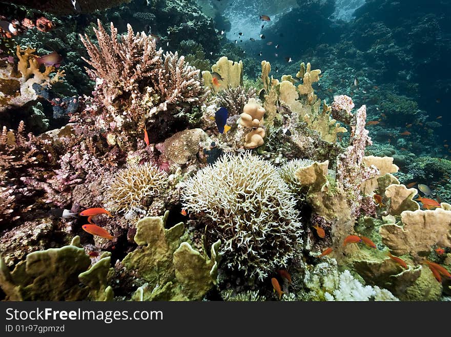 Ocean, sun and fish taken in the red sea.