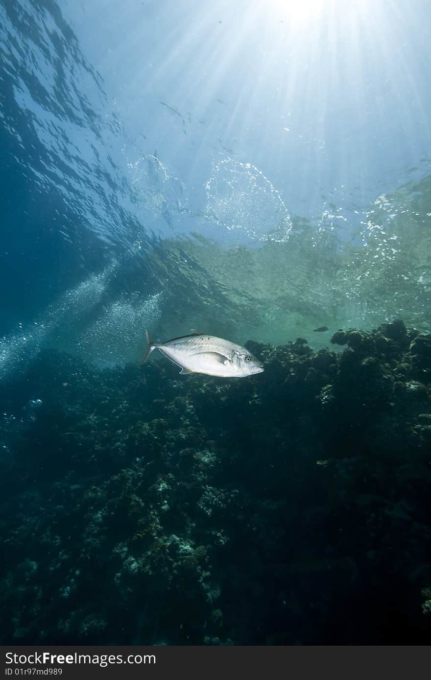 Ocean, sun and fish taken in the red sea.