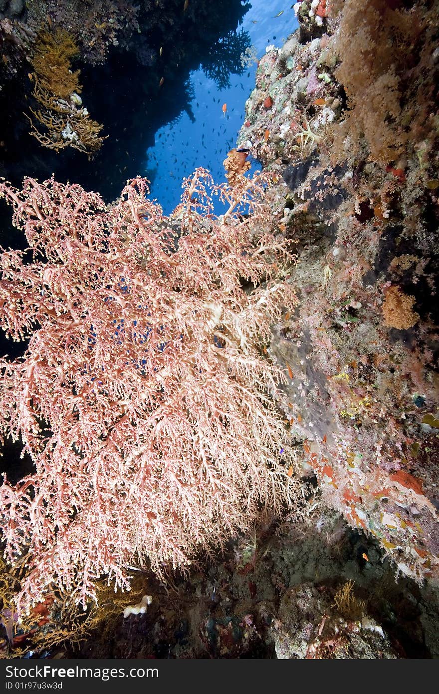 Ocean And Chironephthya Variabilis