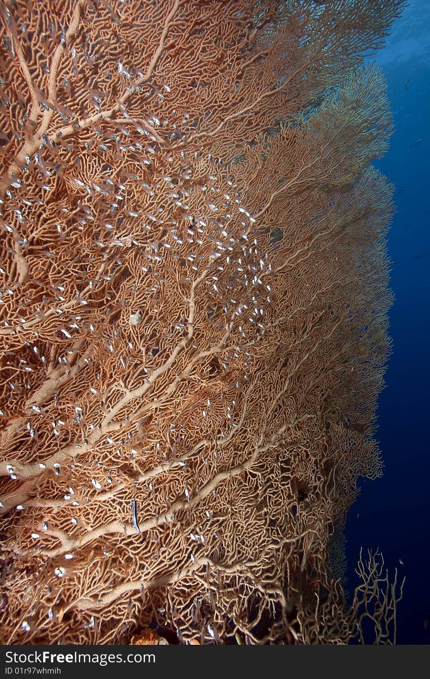 Ocean, sun and seafan taken in the red sea.