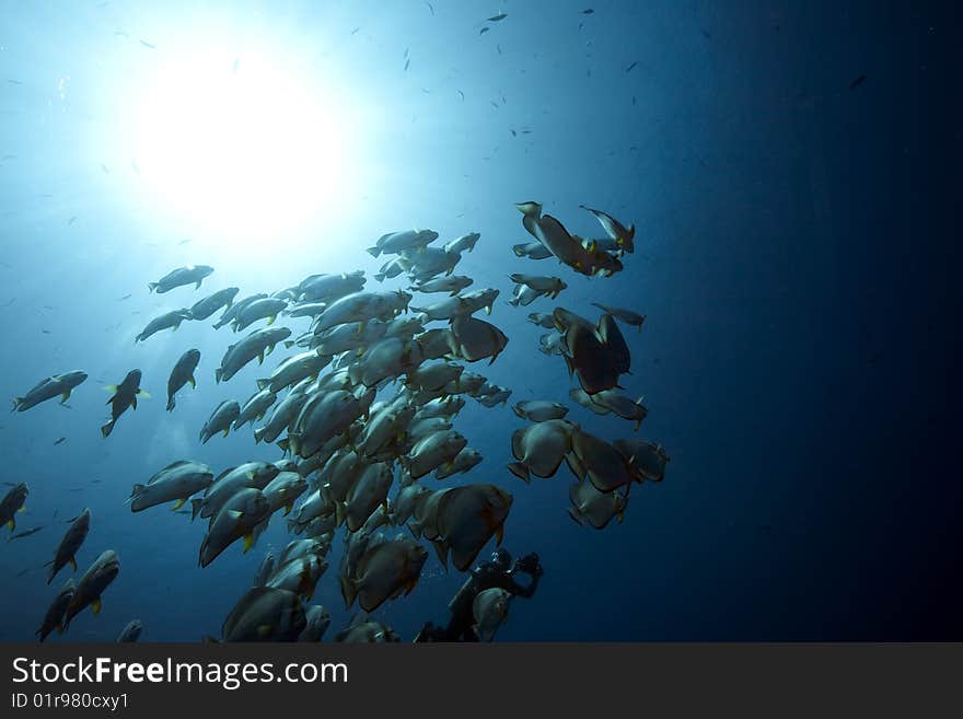 Ocean, sun and orbicular spadefish taken in the red sea.