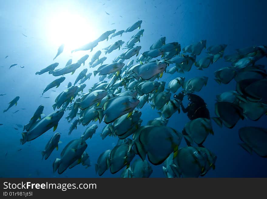 Ocean, sun and orbicular spadefish taken in the red sea.