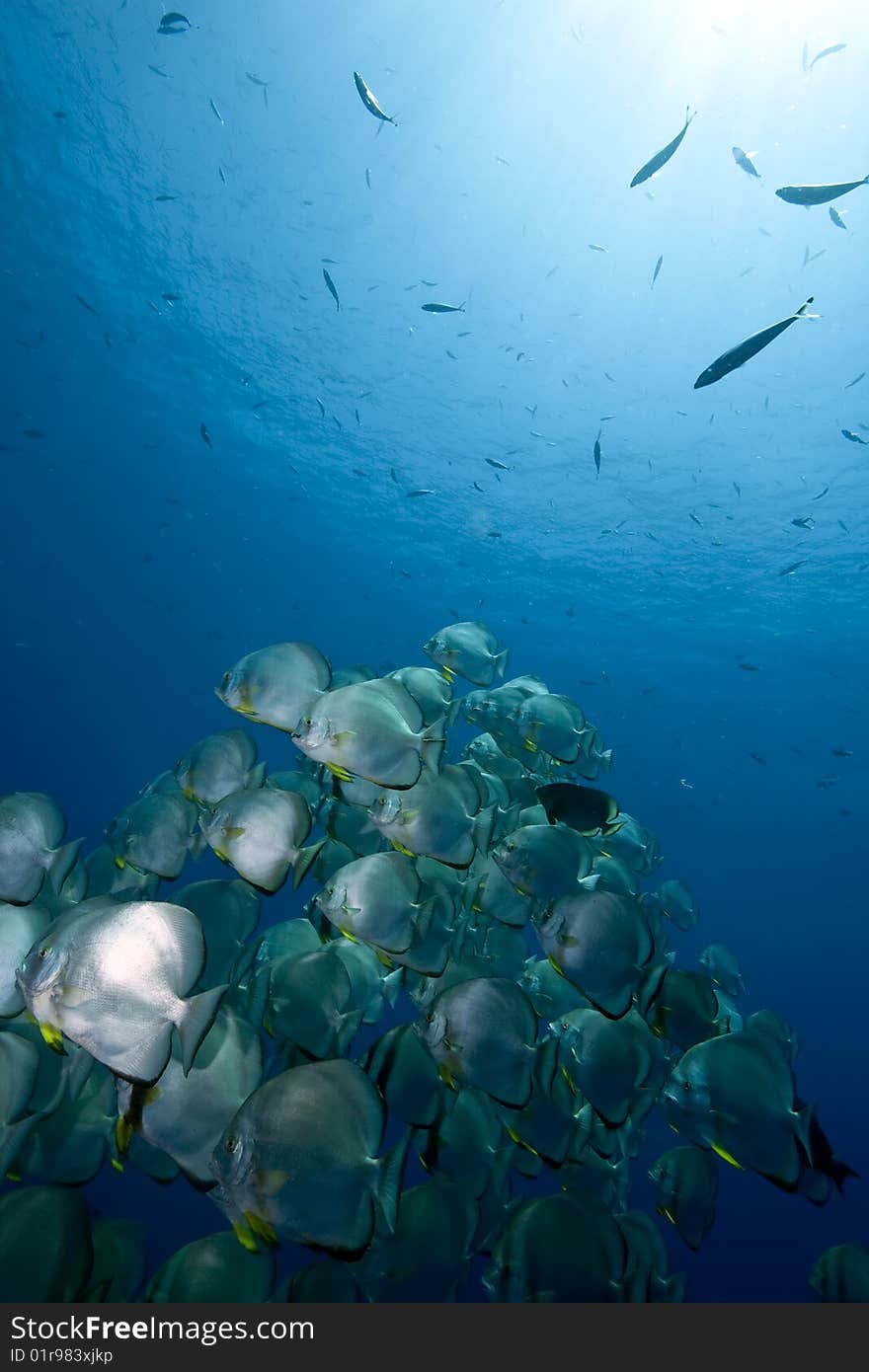 Ocean, sun and orbicular spadefish taken in the red sea.