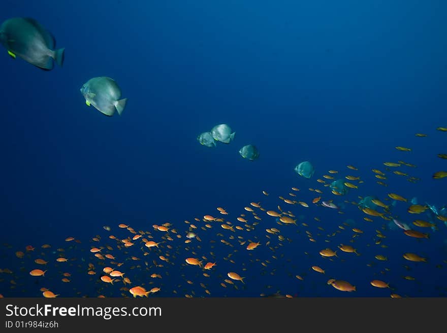 Ocean, sun and orbicular spadefish taken in the red sea.