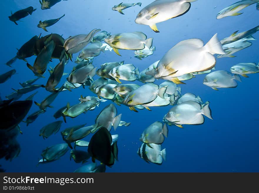 Ocean, sun and orbicular spadefish taken in the red sea.