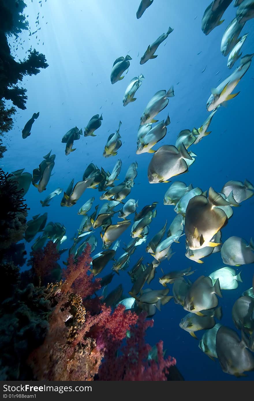 Ocean, sun and orbicular spadefish taken in the red sea.