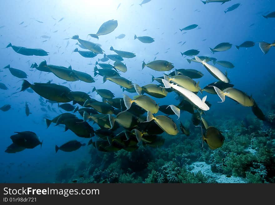 Ocean, sun and unicornfish taken in the red sea.