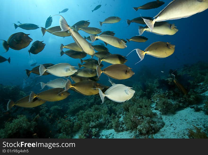 Ocean, sun and unicornfish taken in the red sea.