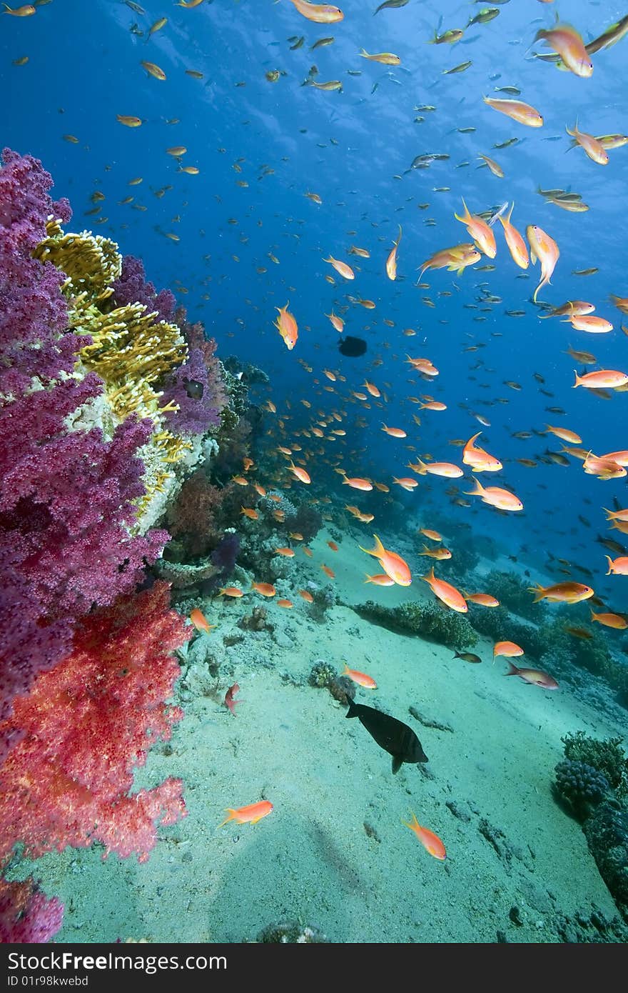 Ocean, sun and fish taken in the red sea.