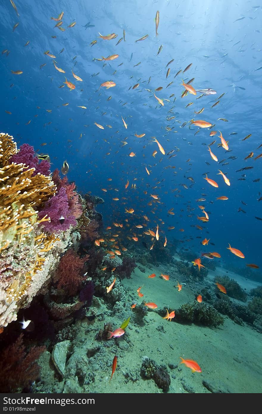 Ocean, sun and fish taken in the red sea.