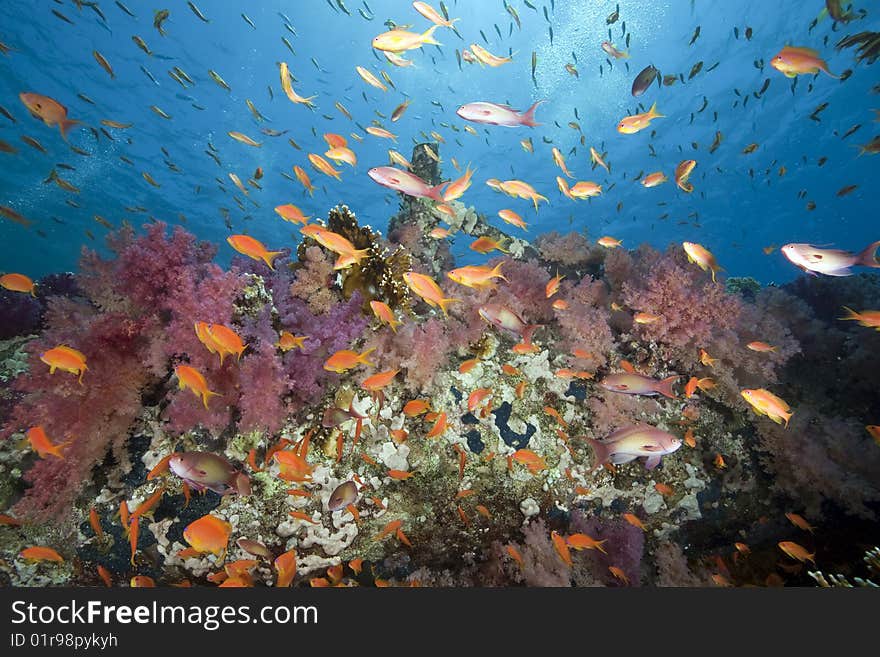 Ocean, sun and fish taken in the red sea.