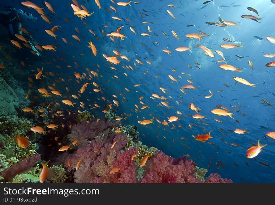 Ocean, sun and fish taken in the red sea.