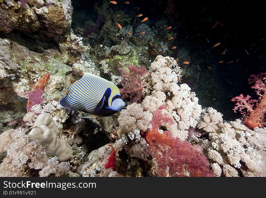 Ocean and emperor angelfish