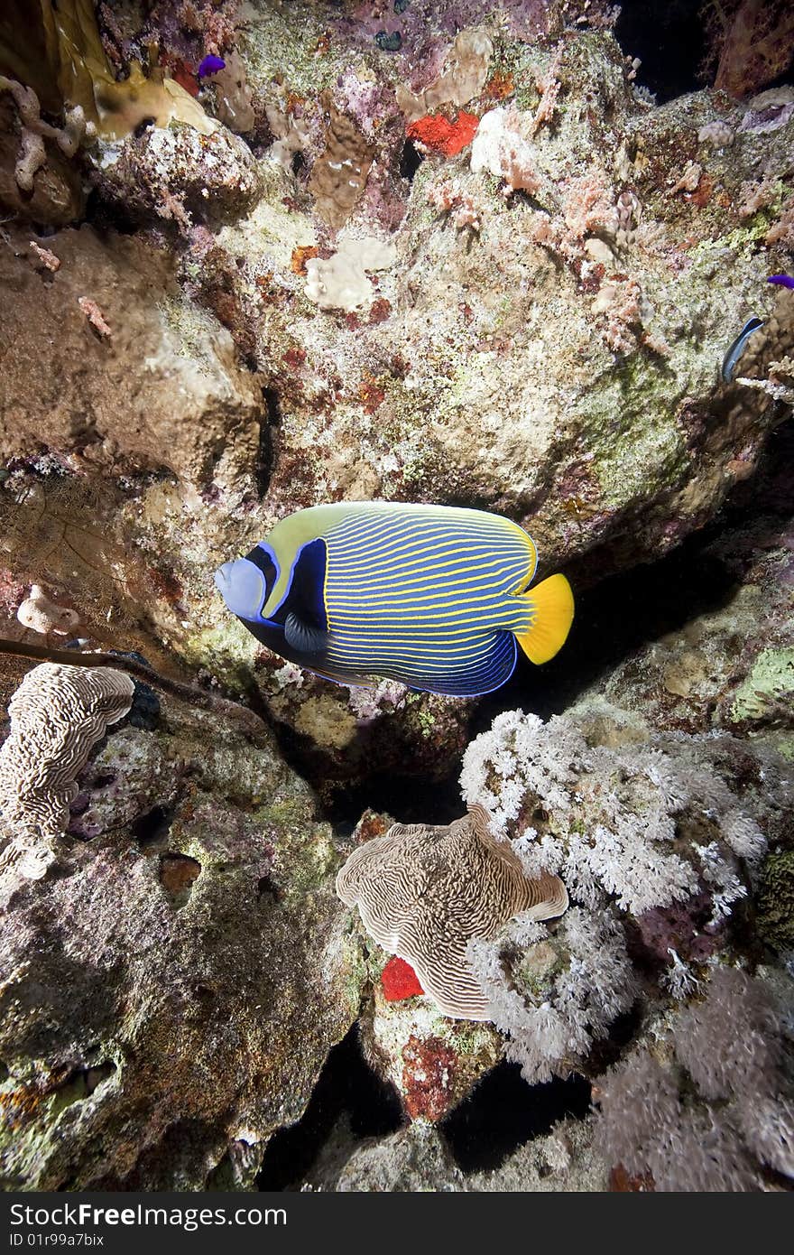 Ocean and emperor angelfish