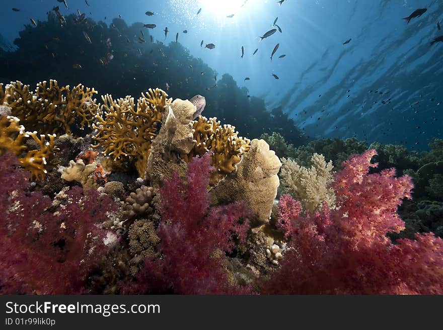 Ocean, sun and fish taken in the red sea.