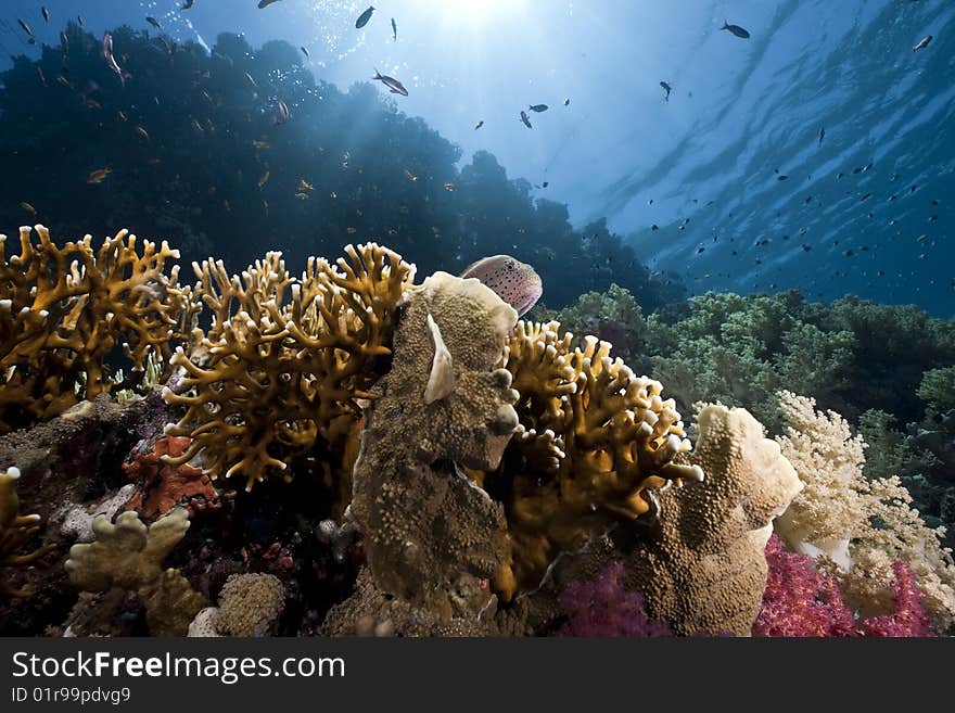 Ocean, sun and fish taken in the red sea.