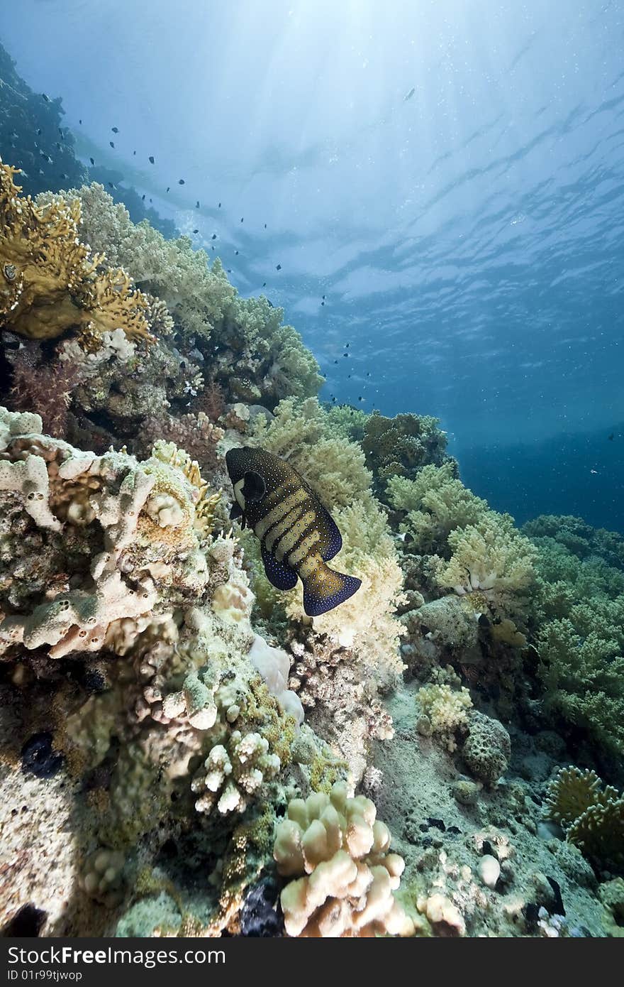 Ocean, sun and fish taken in the red sea.