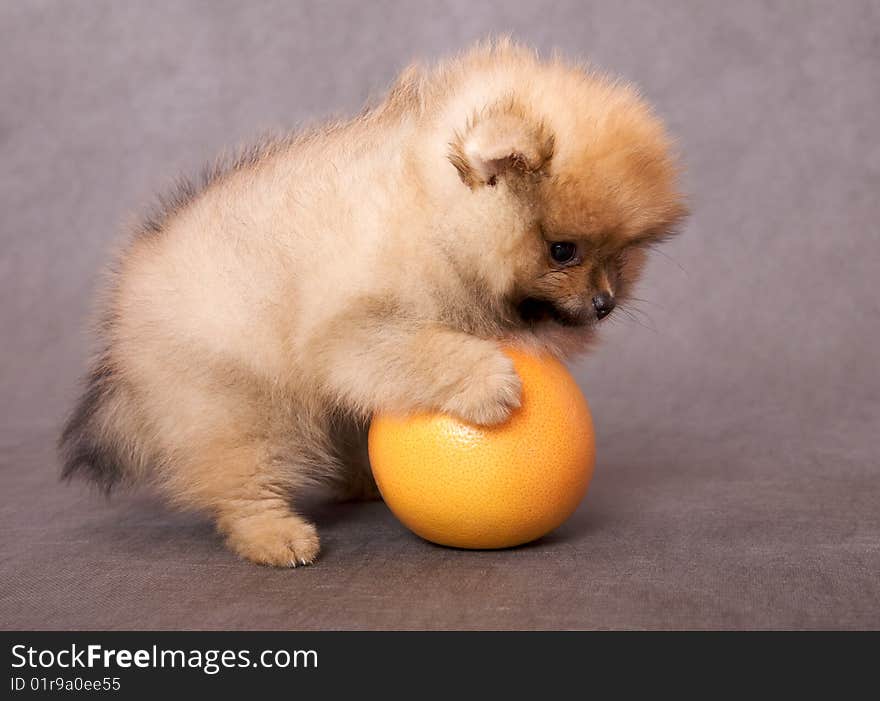 Puppy of the spitz-dog with grapefruit