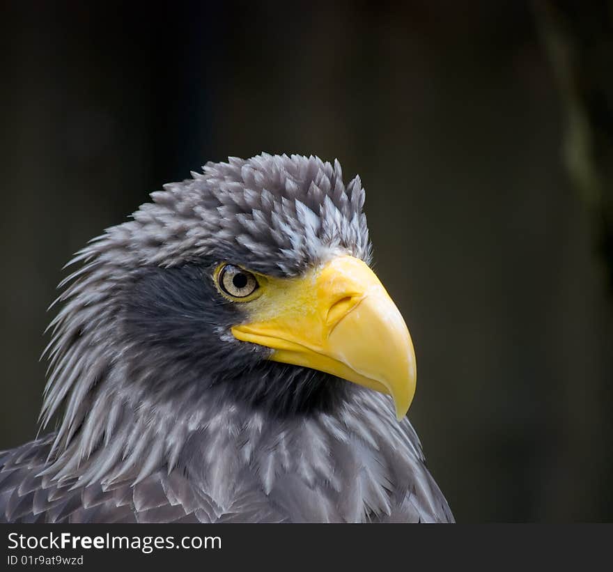 Close up of a eagle