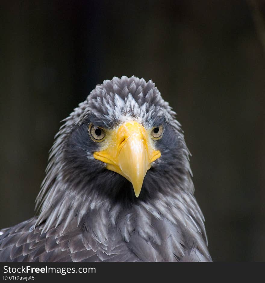 Close Up Of A Eagle