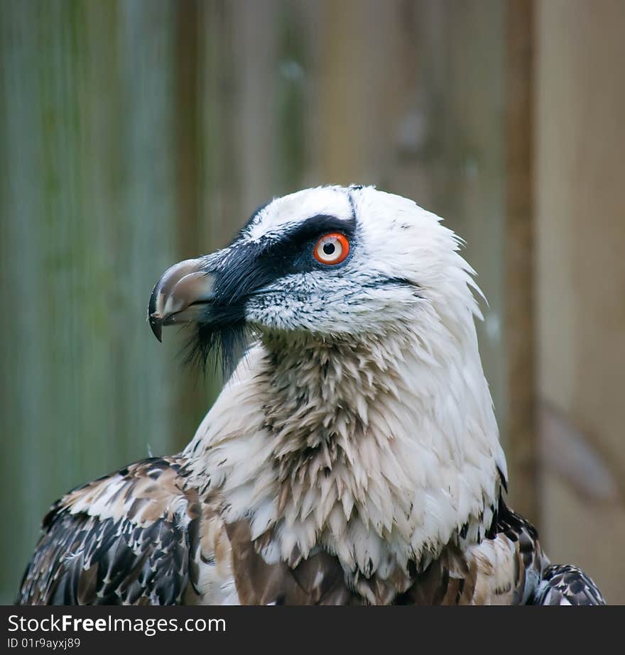 Close up of a eagle