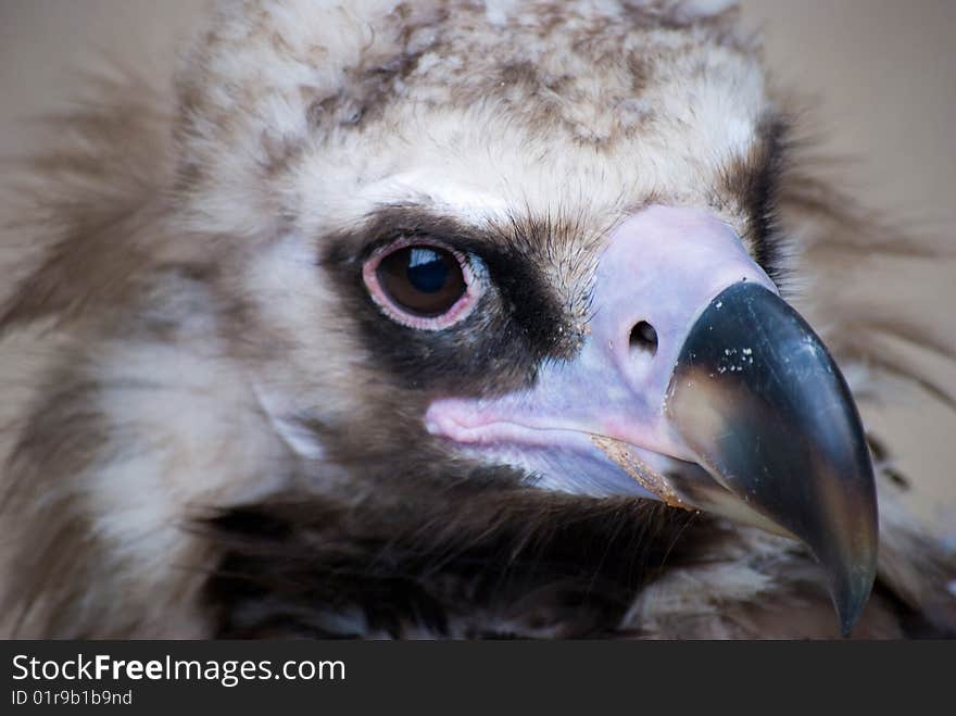 Close up of a eagle