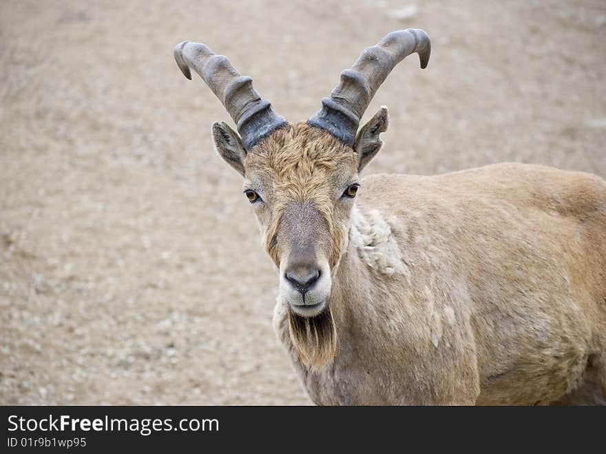 Beautiful closeup of a goat.