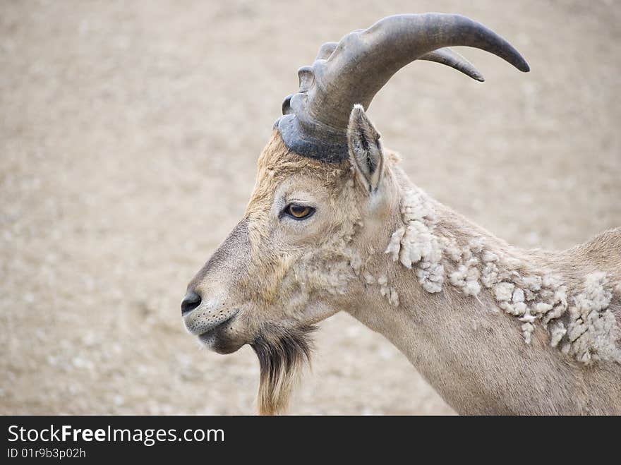 Beautiful closeup of a goat.