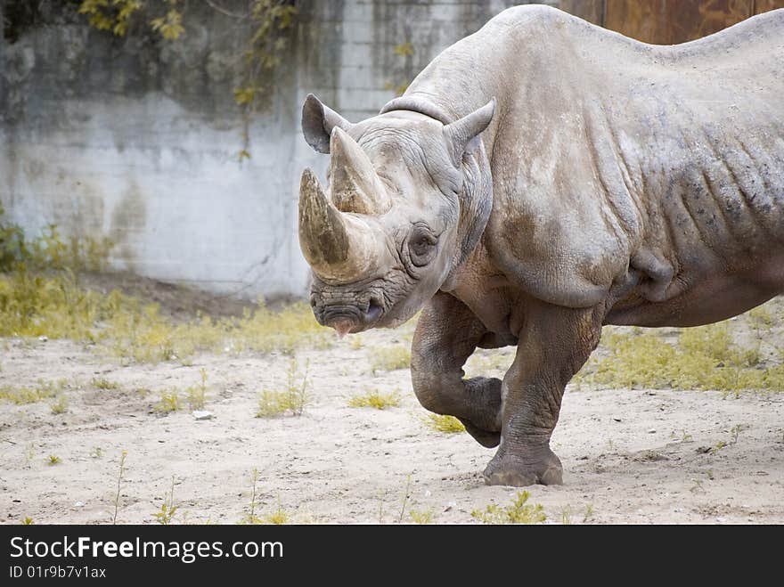 Body shot of a Rhinoceros