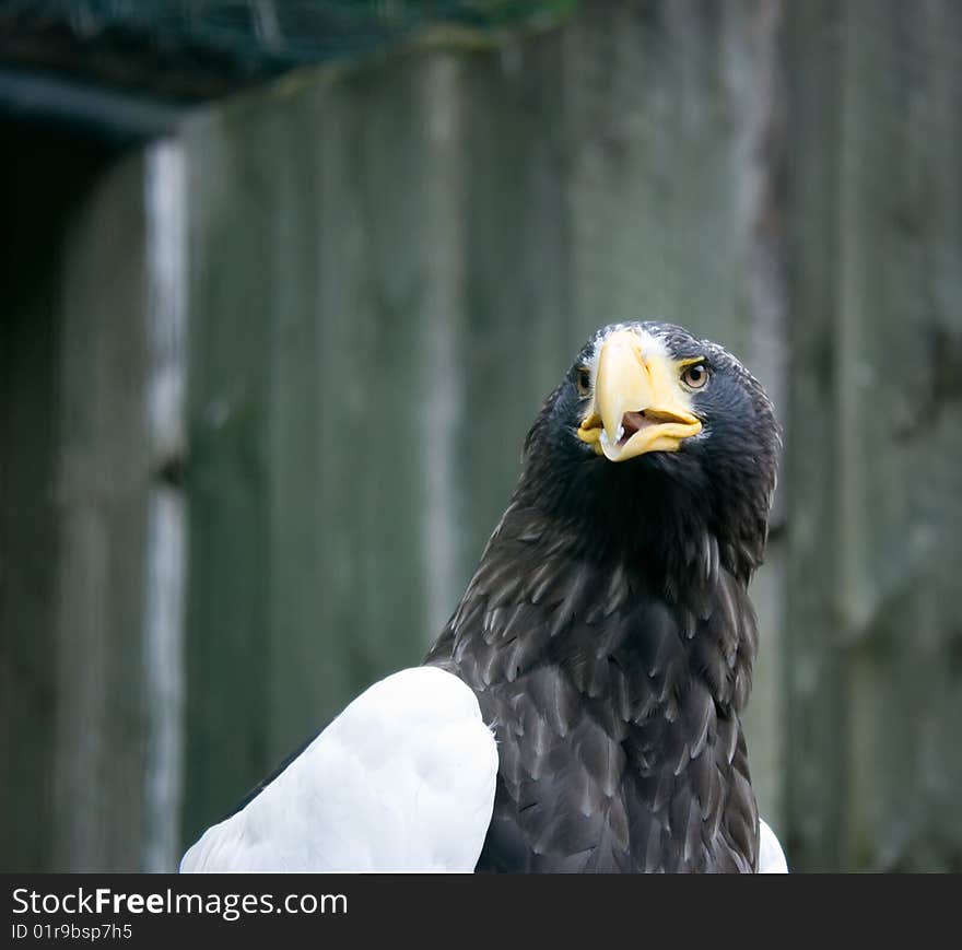 Head Of A  Eagle